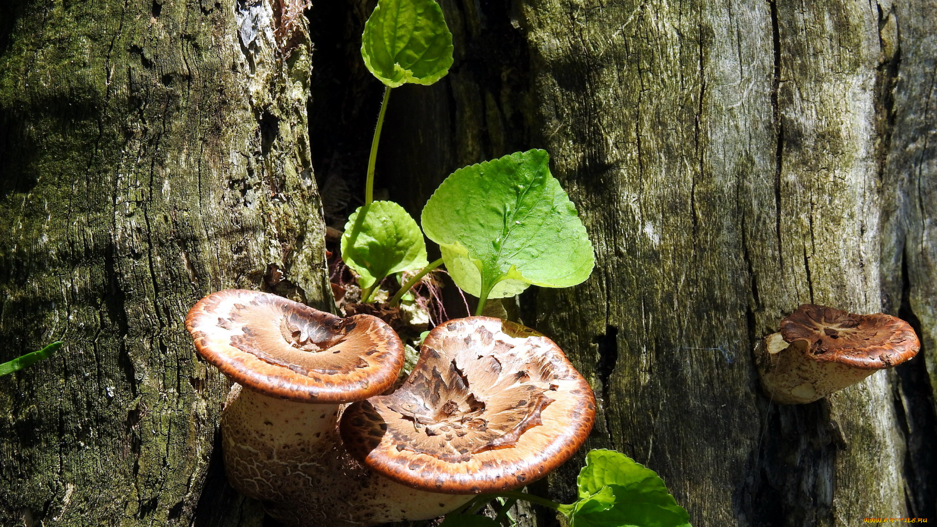 природа, грибы, деревья, ствол