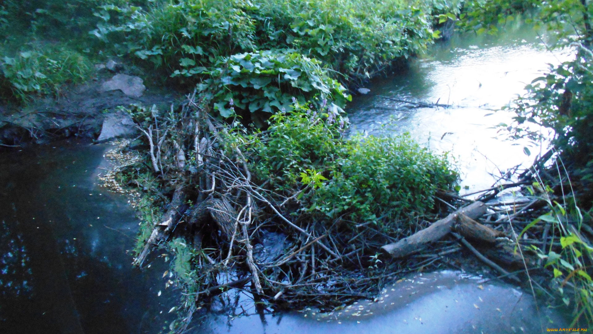 природа, лес, деревья, вода