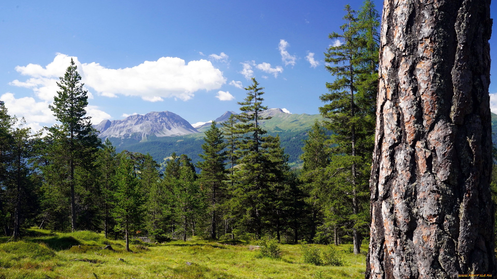 природа, лес, елки, горы