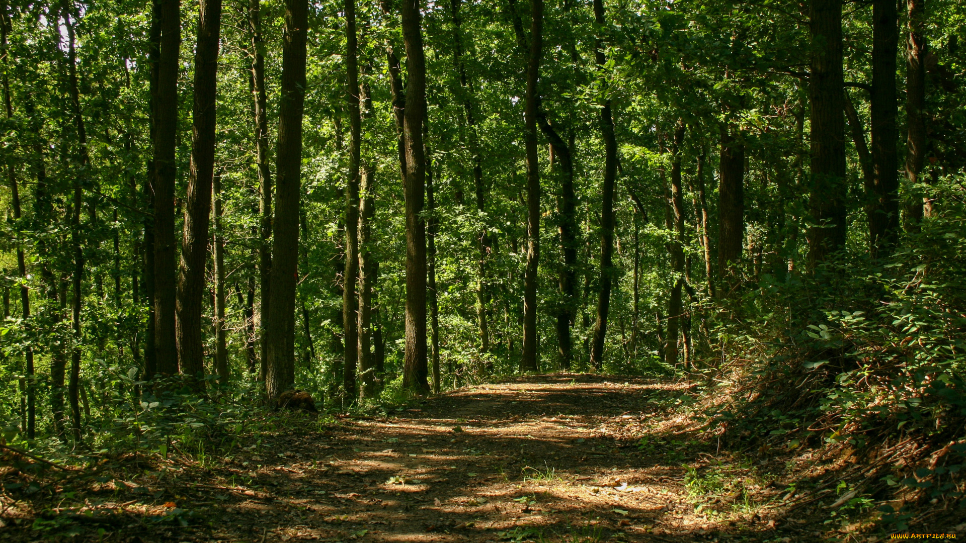 природа, лес, path, деревья, тропа, trees, forest