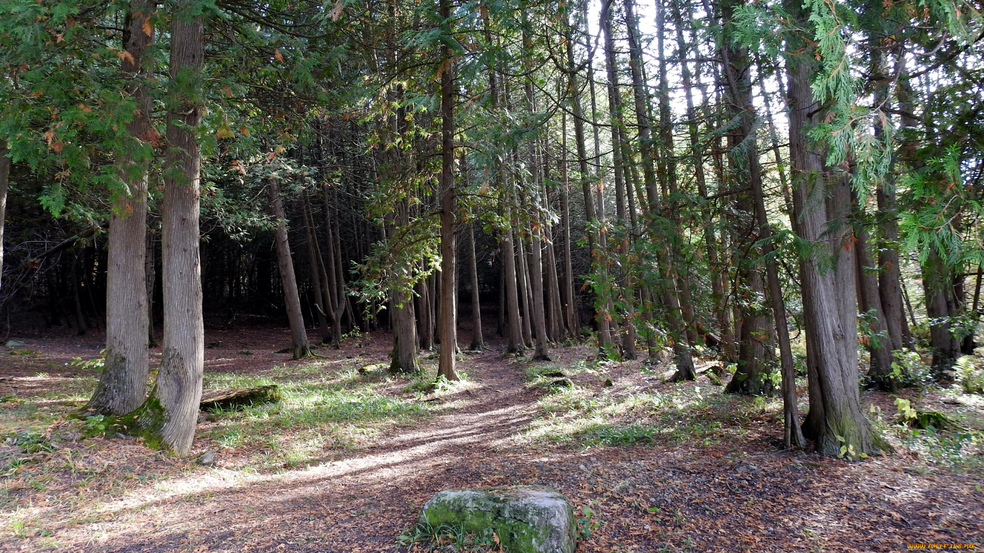 природа, лес, сосны