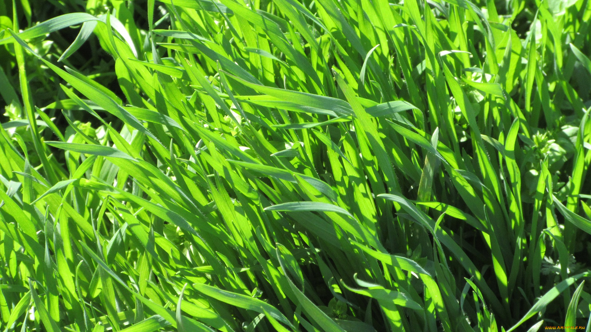 природа, макро, весна, 2018