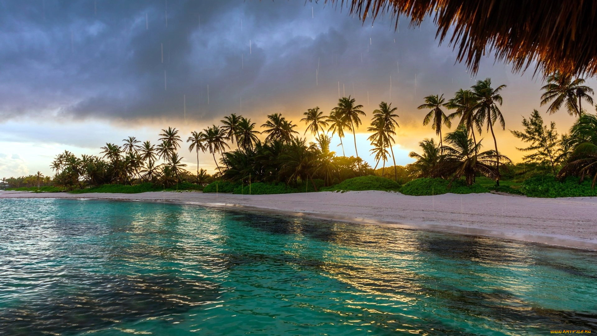 природа, тропики, пальмы