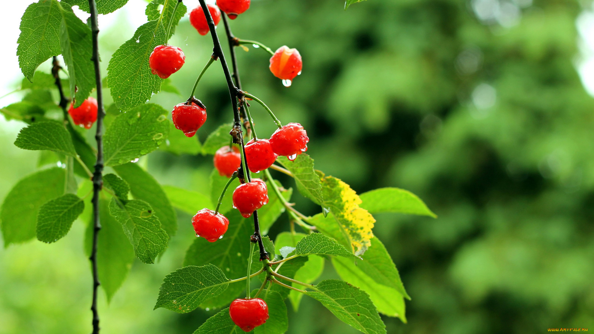 природа, Ягоды, вишни