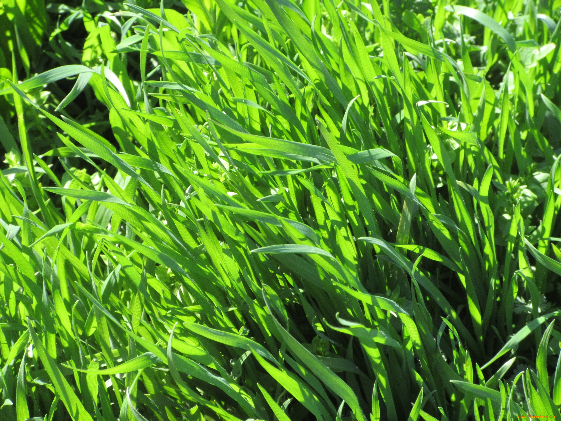 природа, макро, весна, 2018