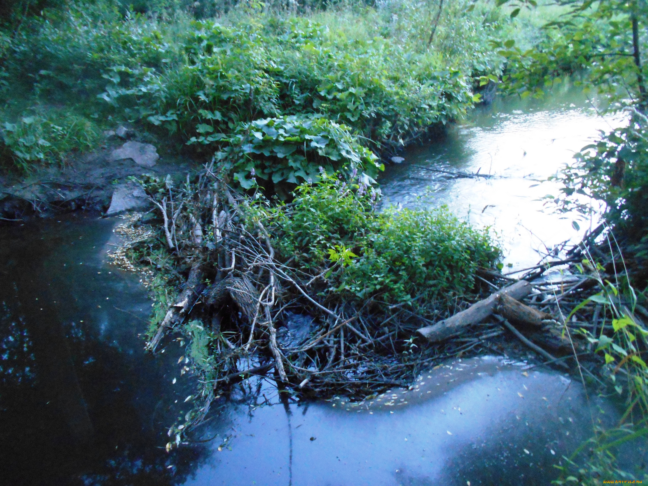 природа, лес, деревья, вода