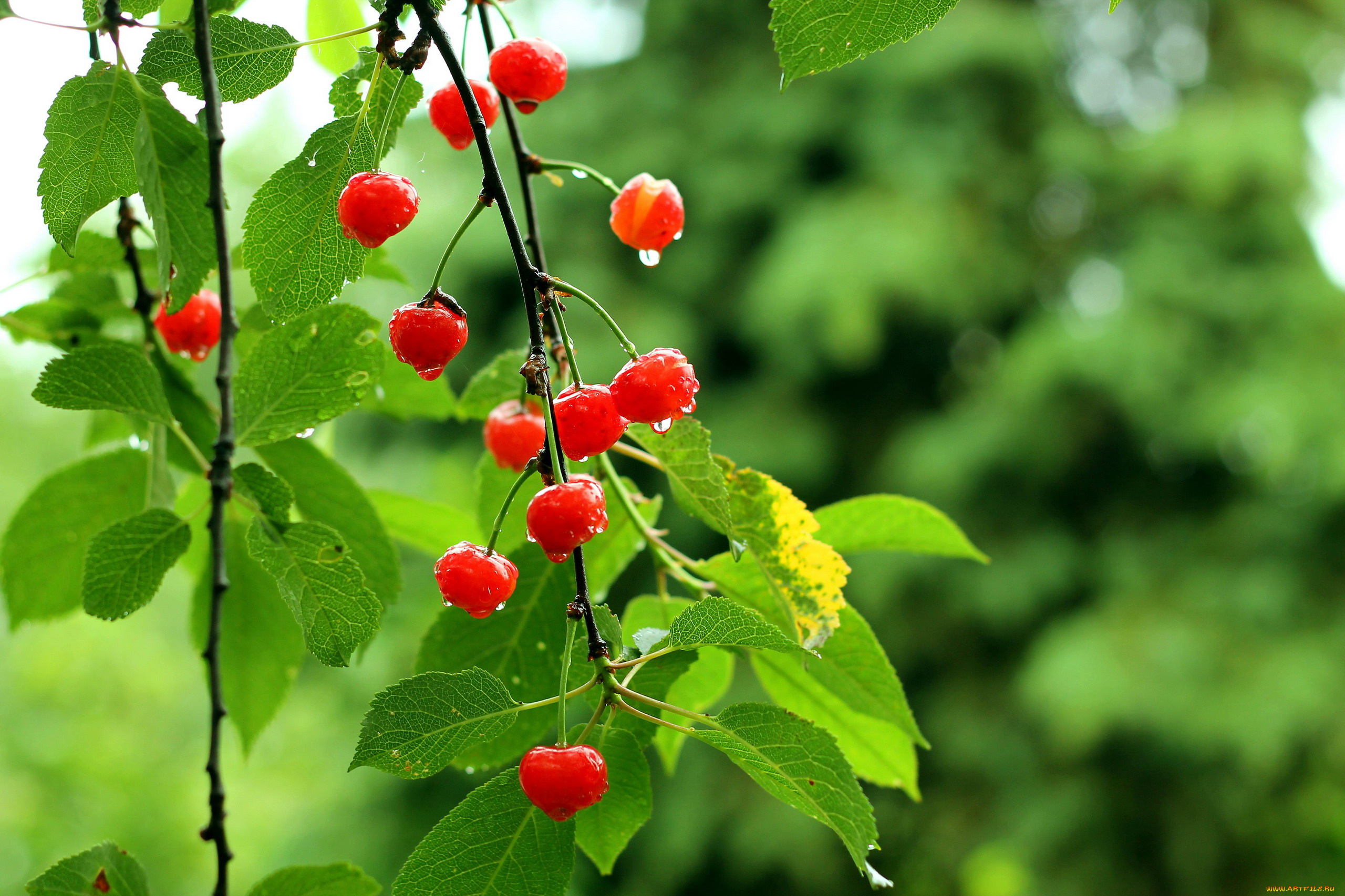 природа, Ягоды, вишни