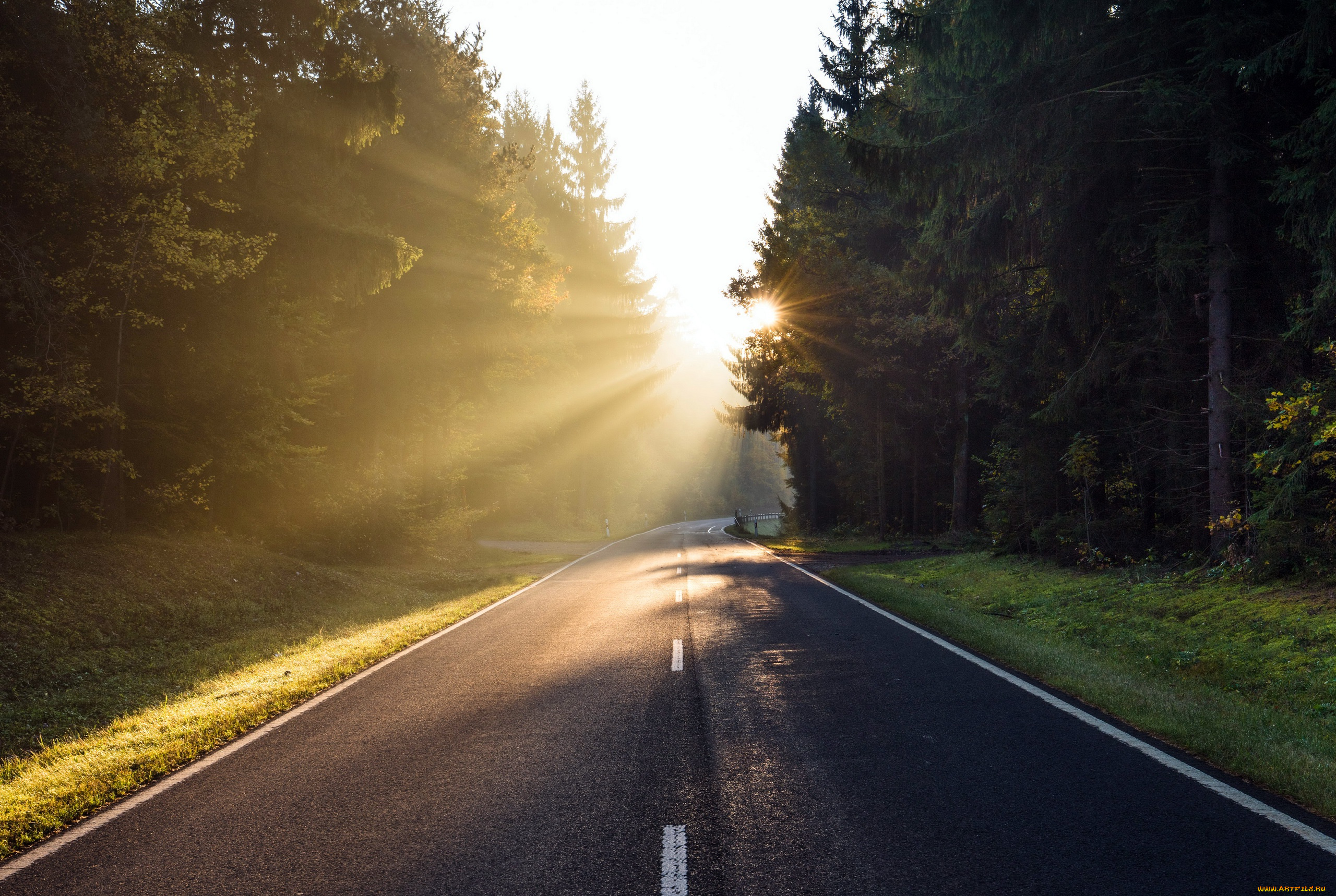 природа, дороги, дорога, лес, утро