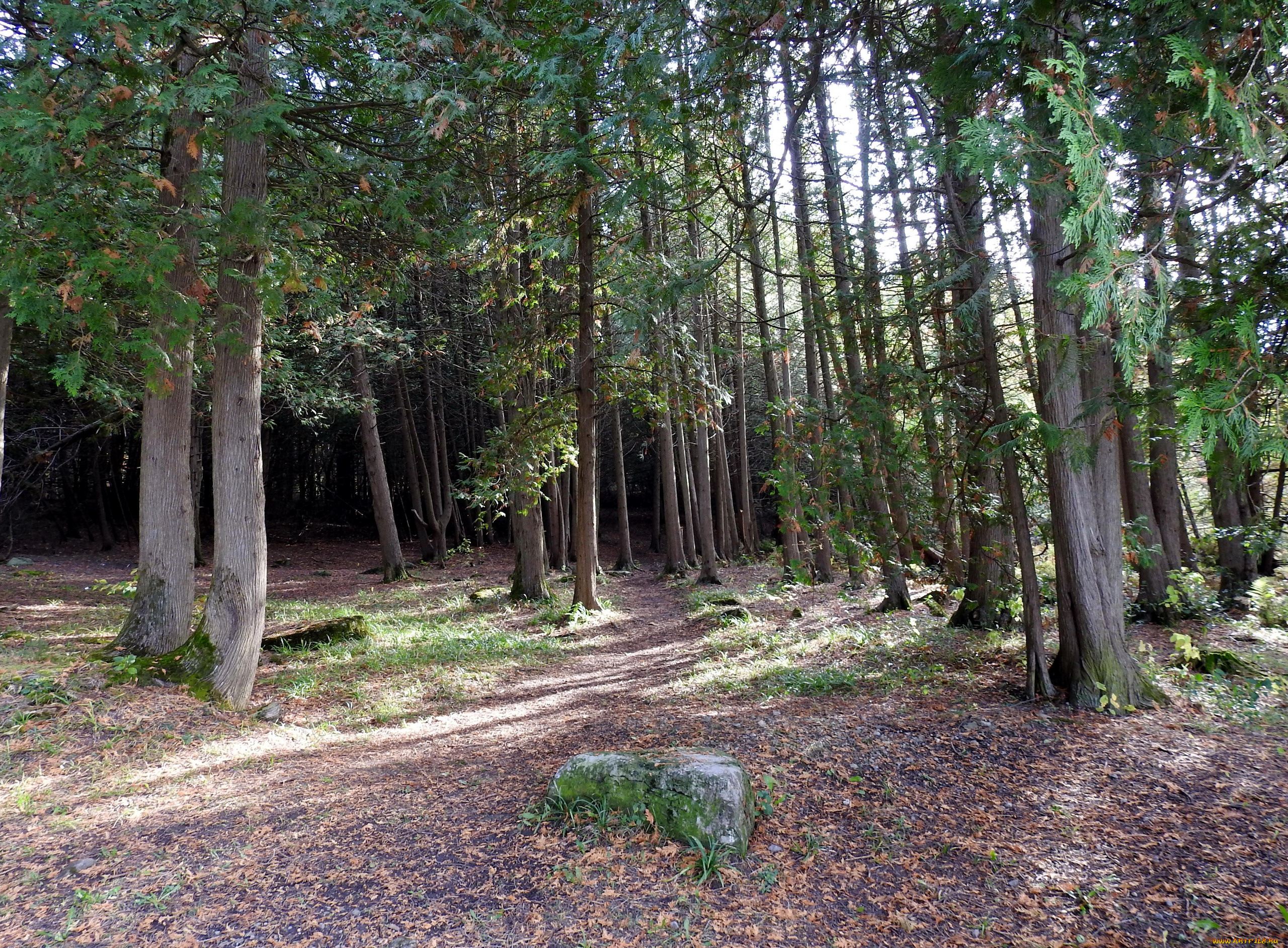 природа, лес, сосны