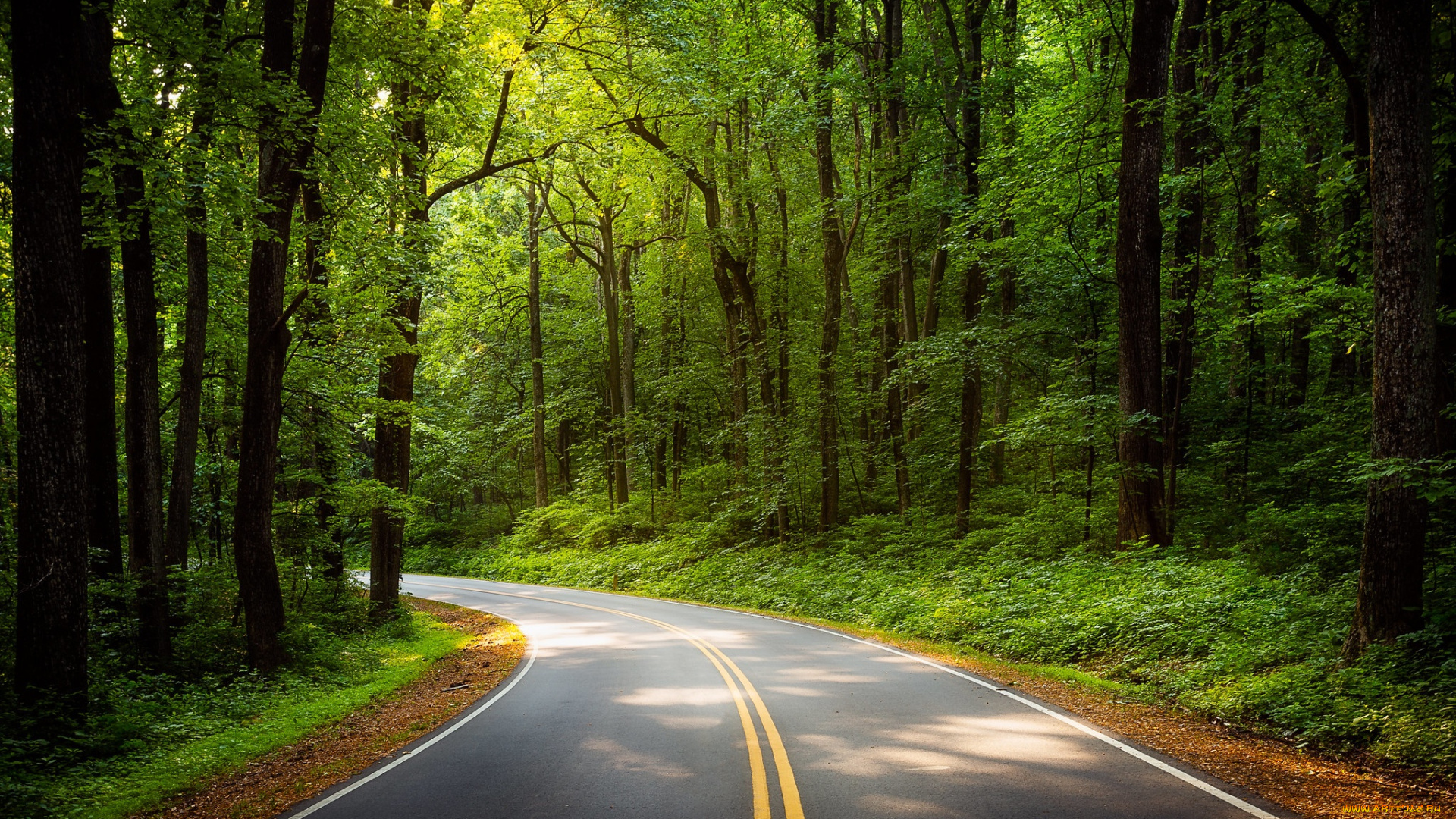 природа, дороги, дорога