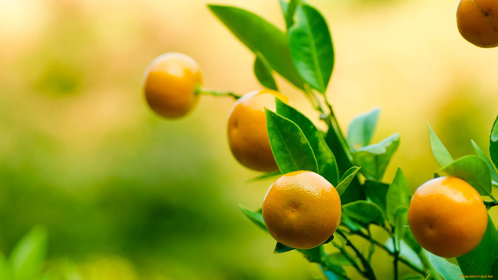 природа, плоды, мандарины, ветка, листья