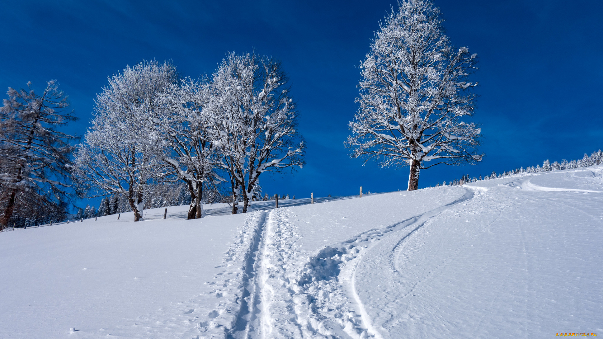 природа, зима, деревья, снег