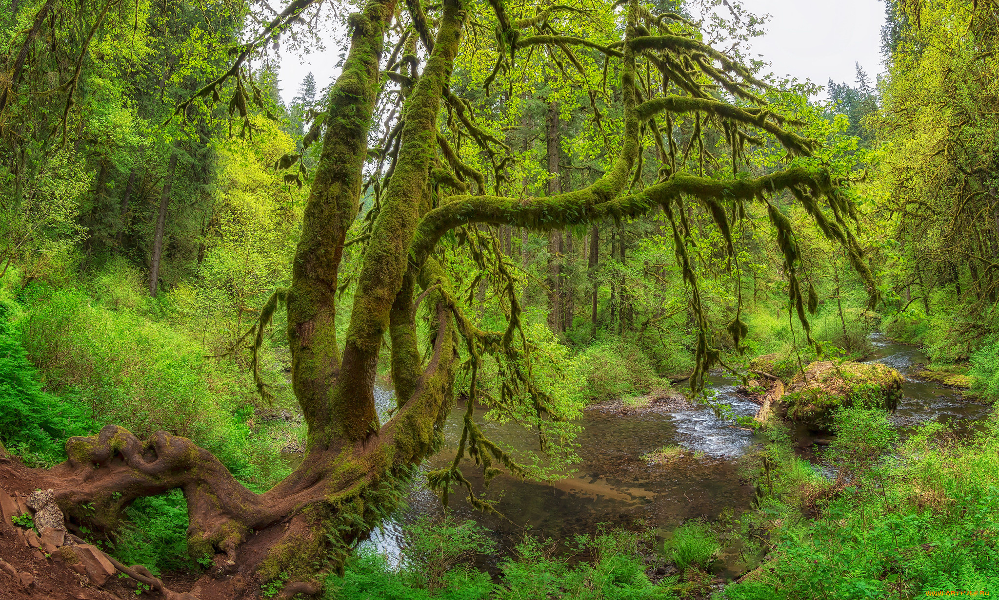 природа, лес, простор