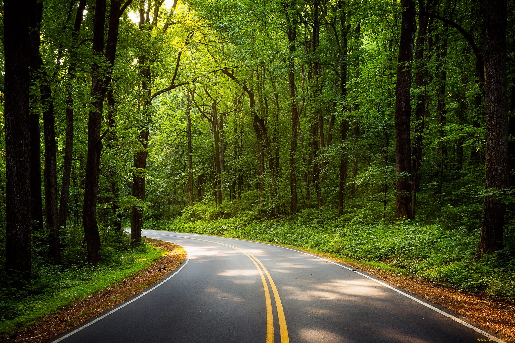 природа, дороги, дорога