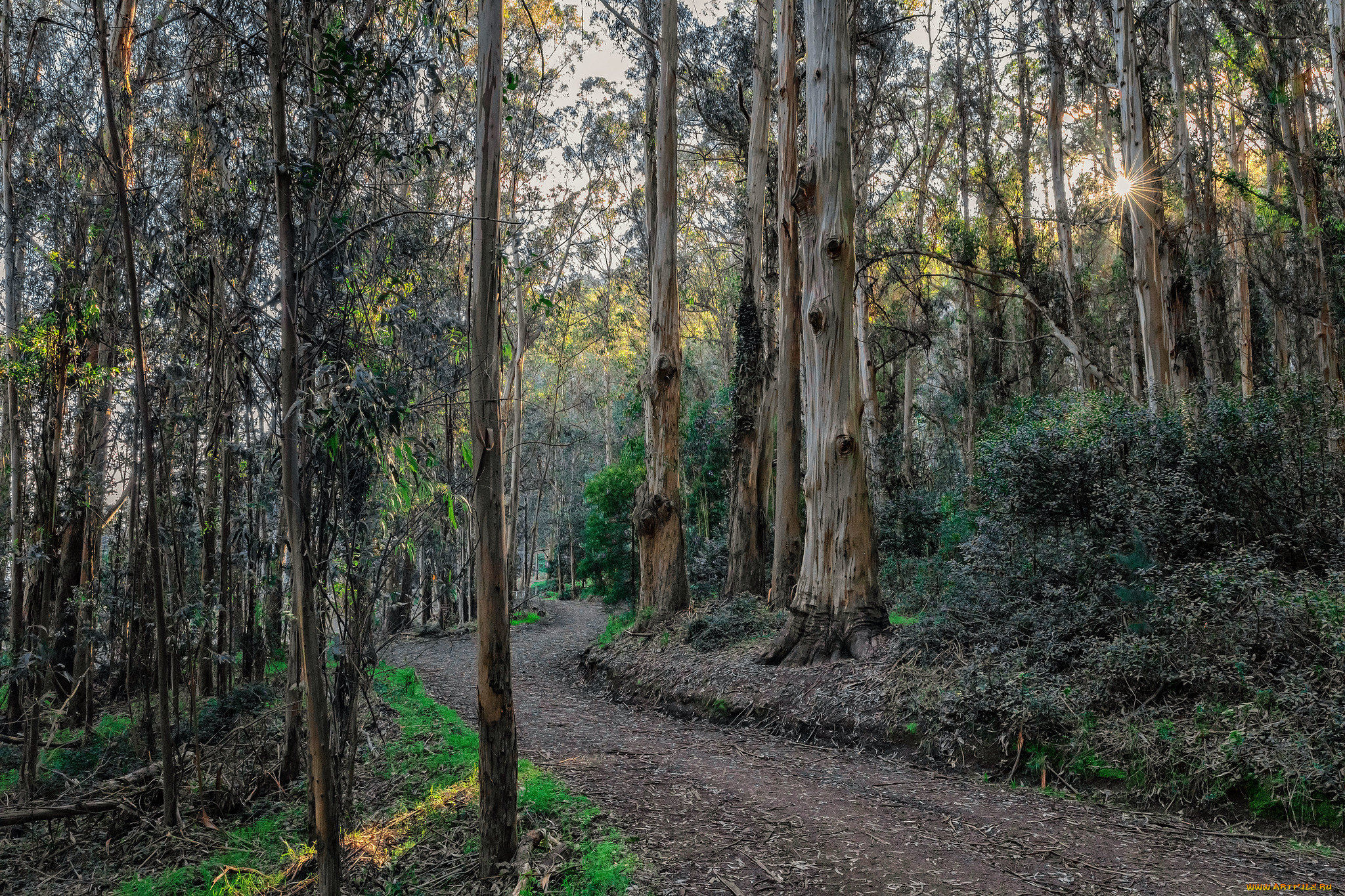 природа, лес, простор