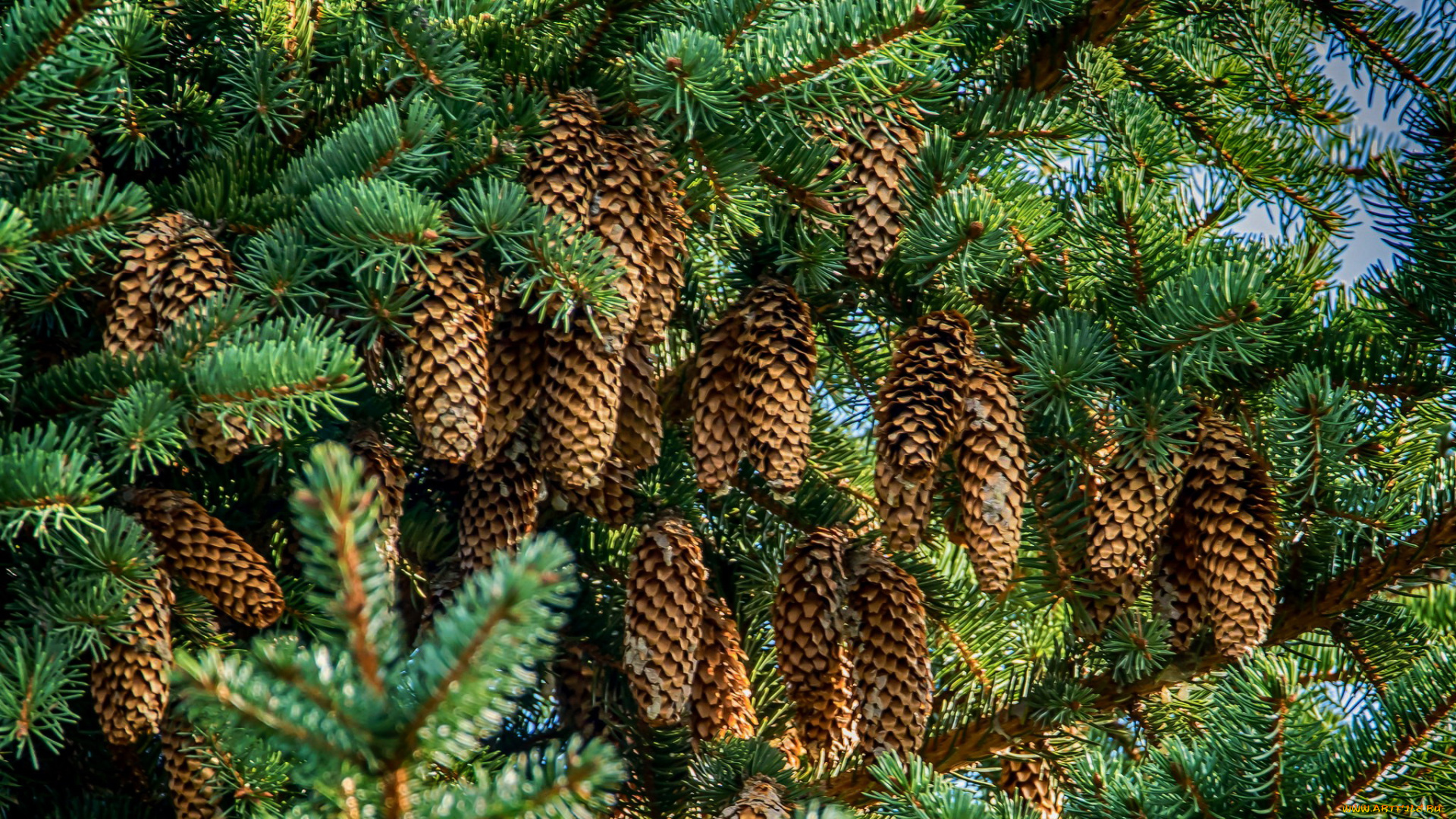 природа, шишки, , жёлуди, , каштаны