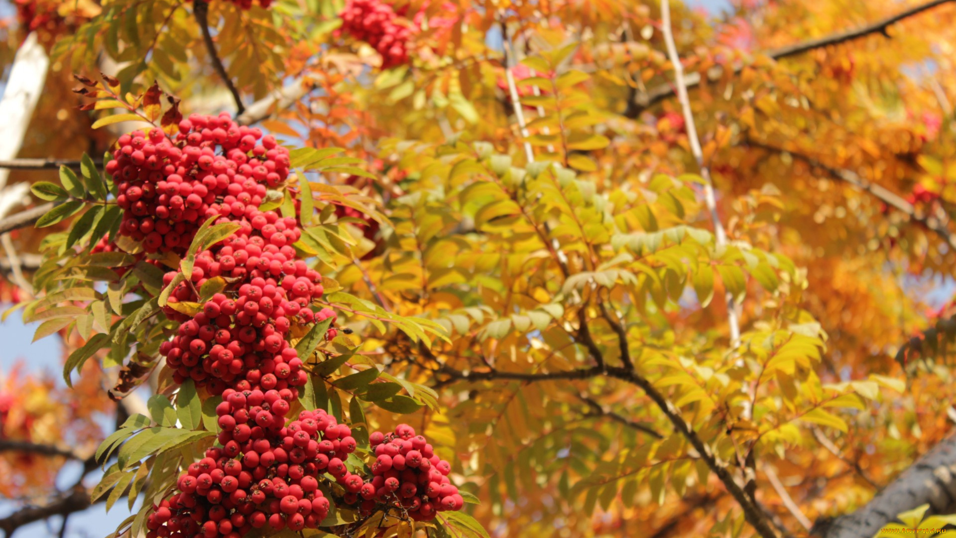 природа, ягоды, , рябина, осень, рябина, дерево