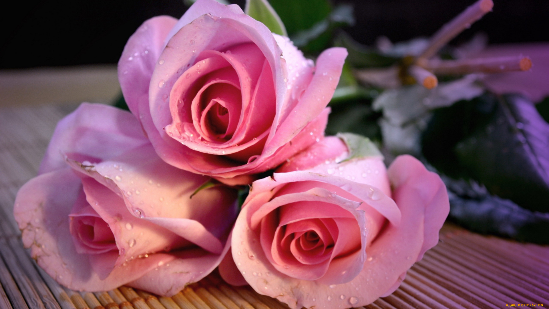 цветы, розы, розовые, бутоны, капли, трио