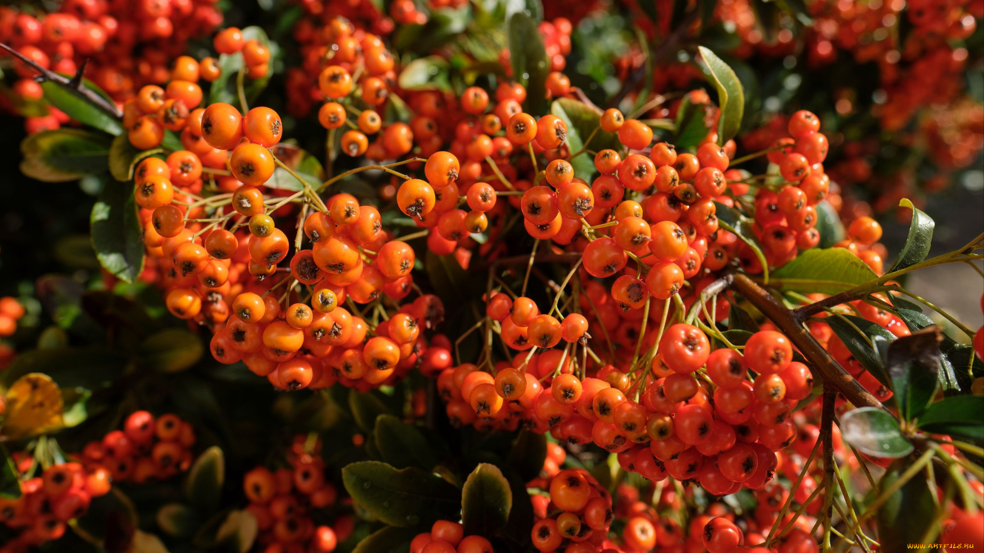 пираканта, природа, ягоды