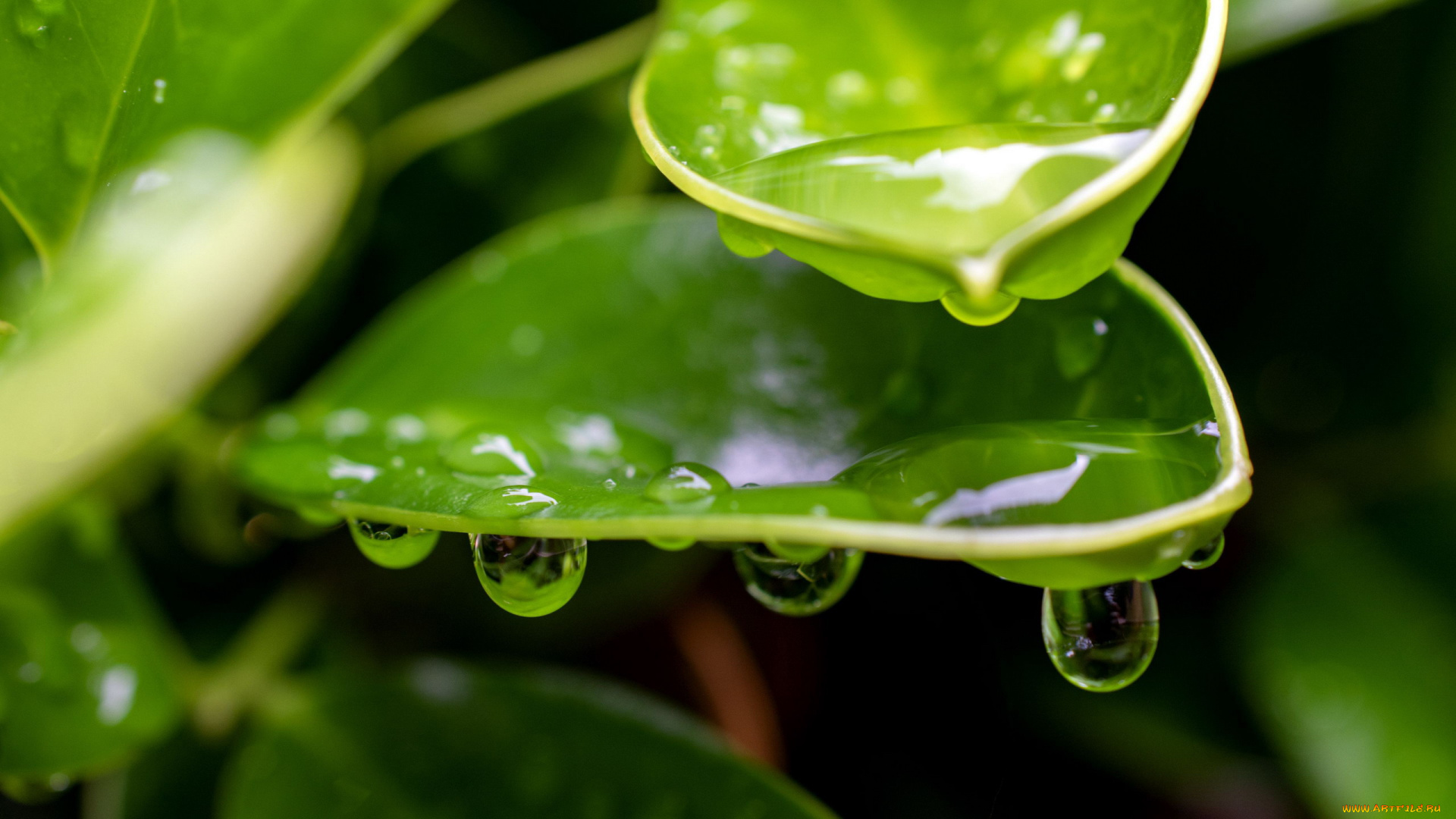 природа, макро, листья, капли, вода