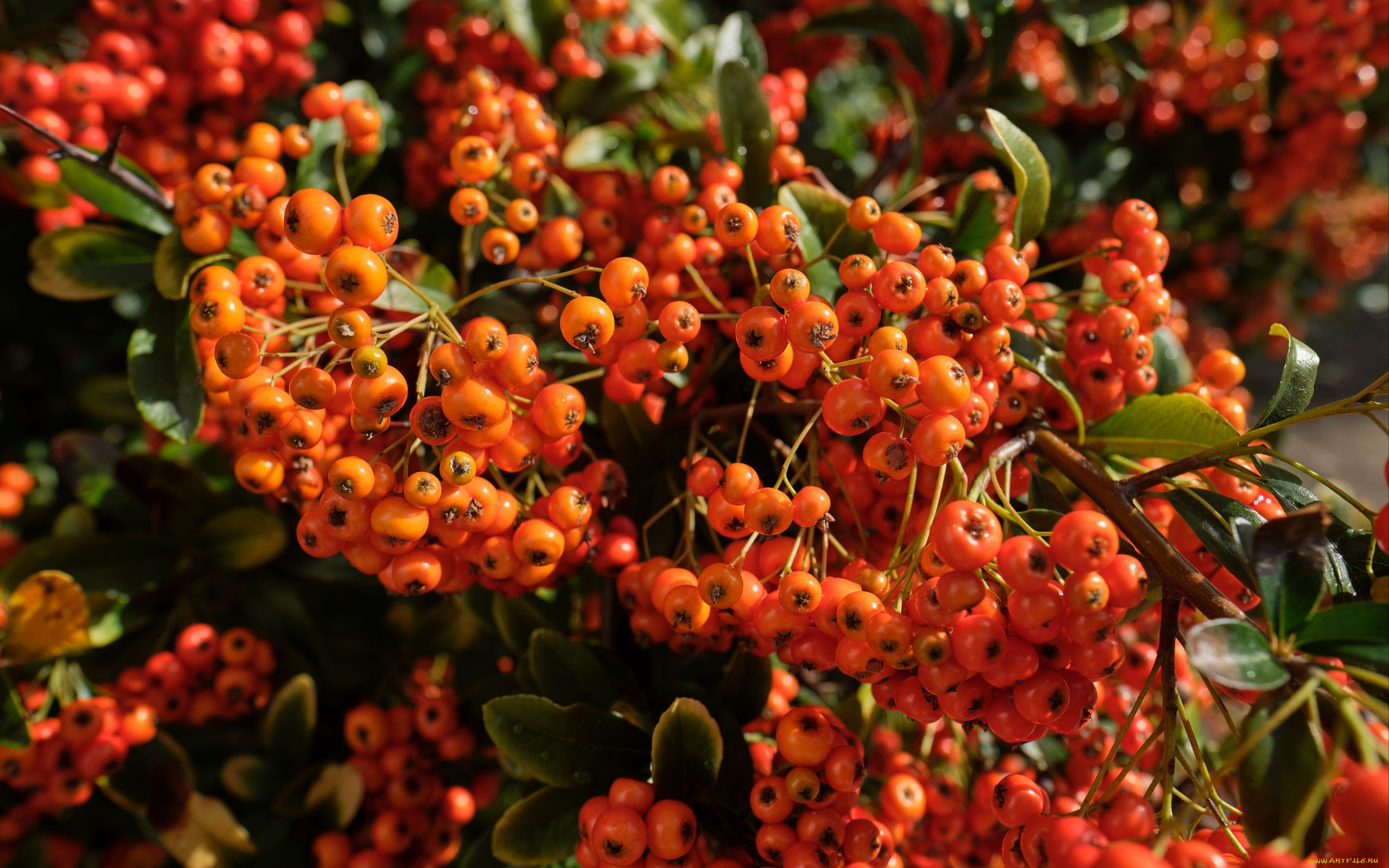 пираканта, природа, ягоды