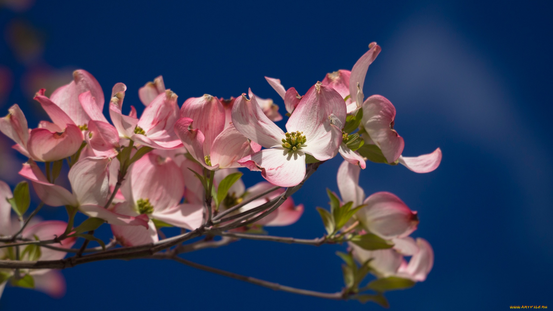 цветы, кизил