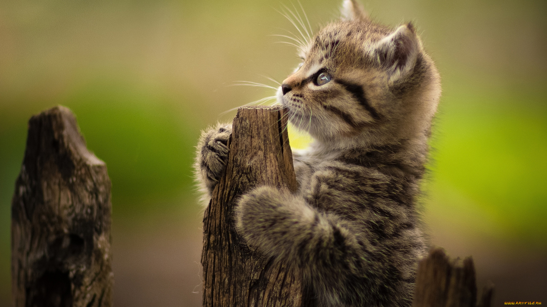 животные, коты, кот, кошка