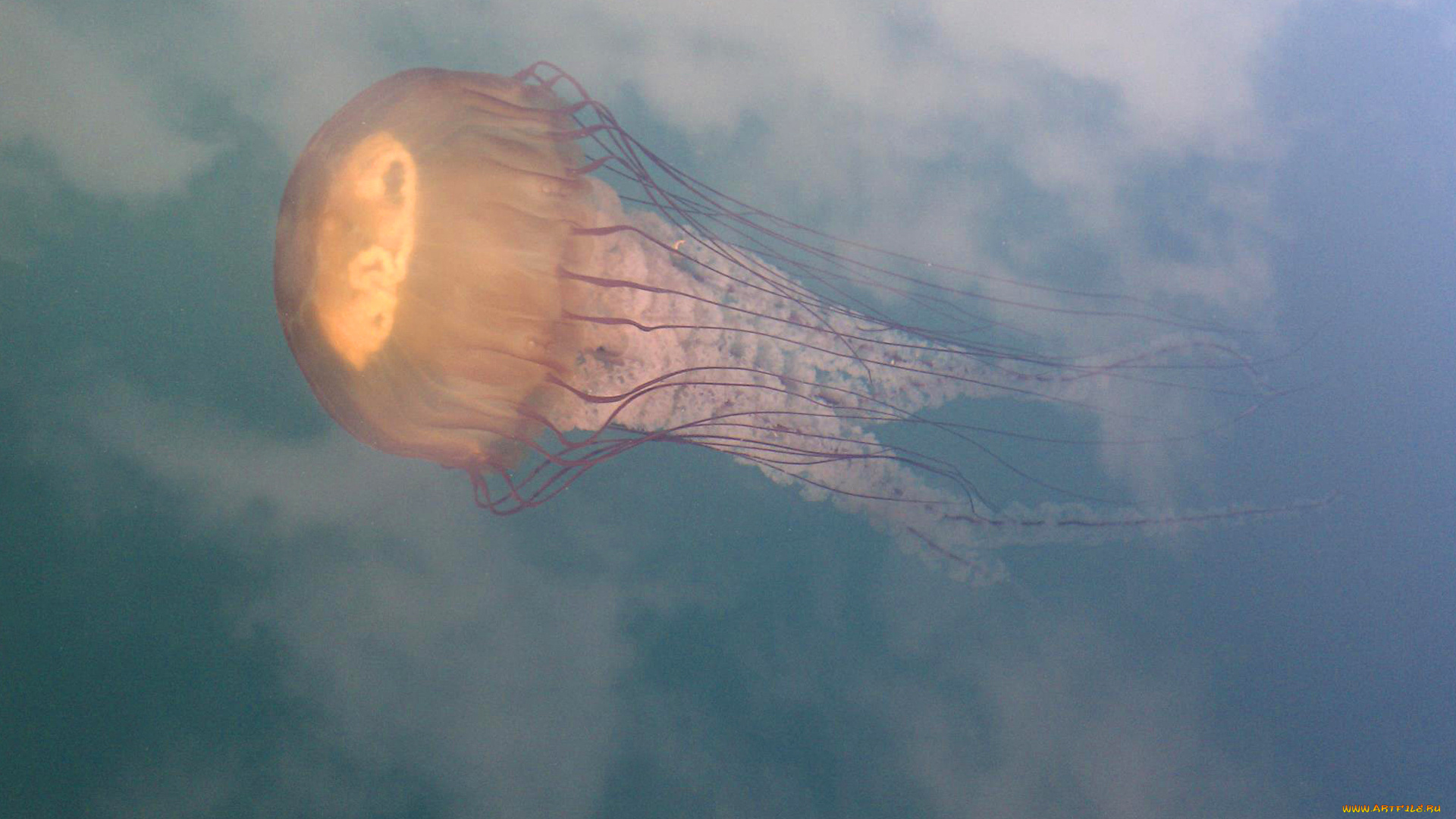 животные, медузы, медуза