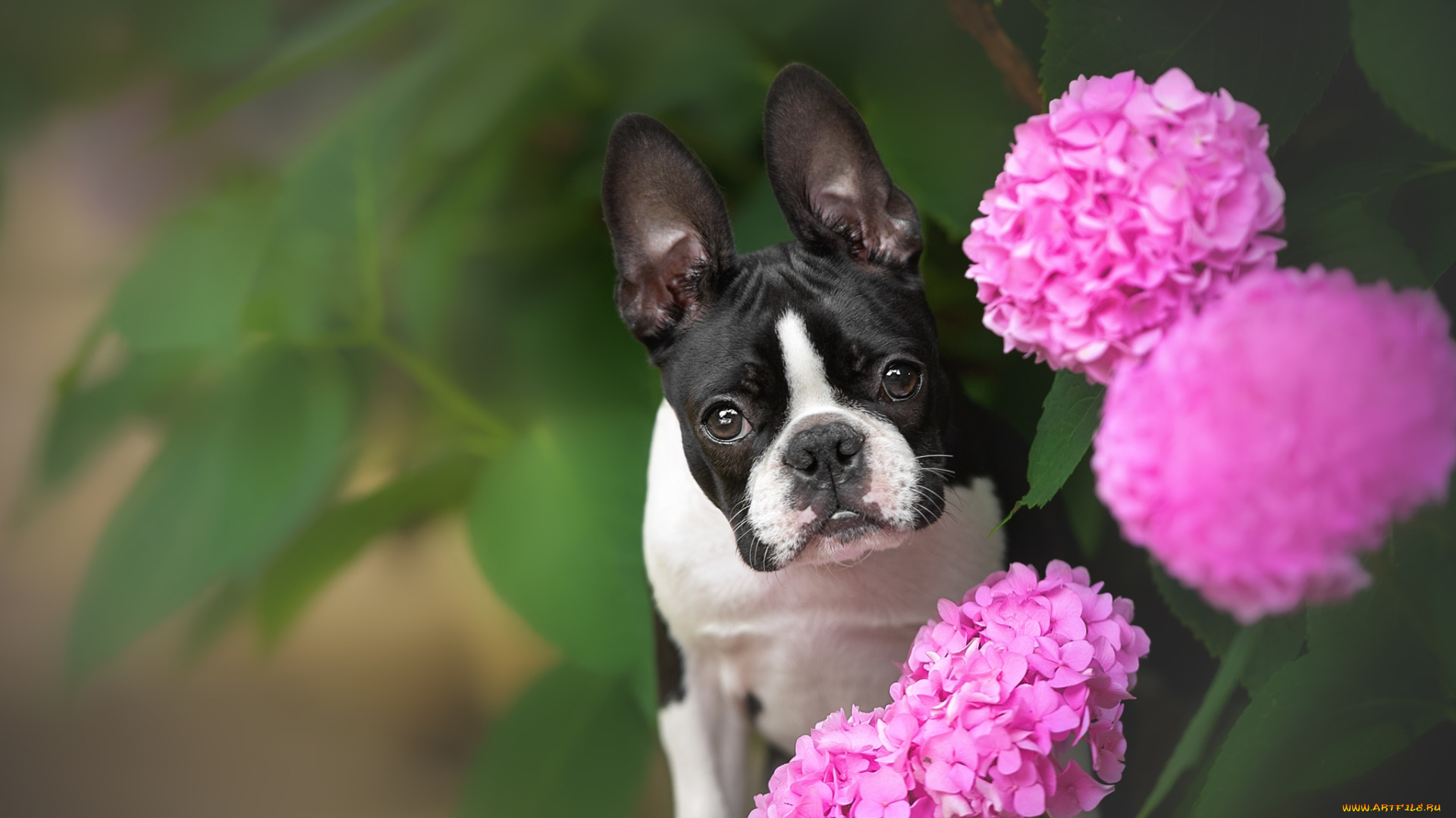 животные, собаки, собака