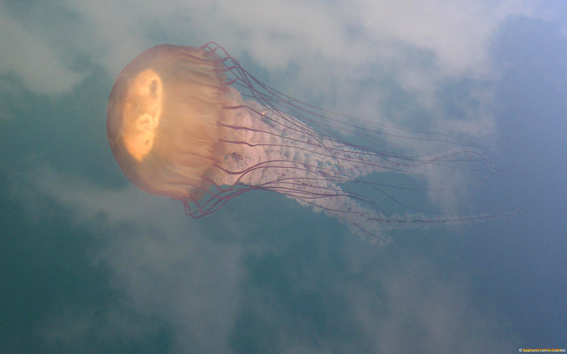 животные, медузы, медуза