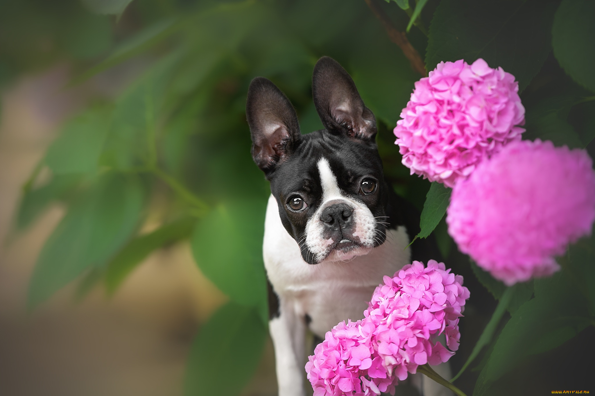 животные, собаки, собака