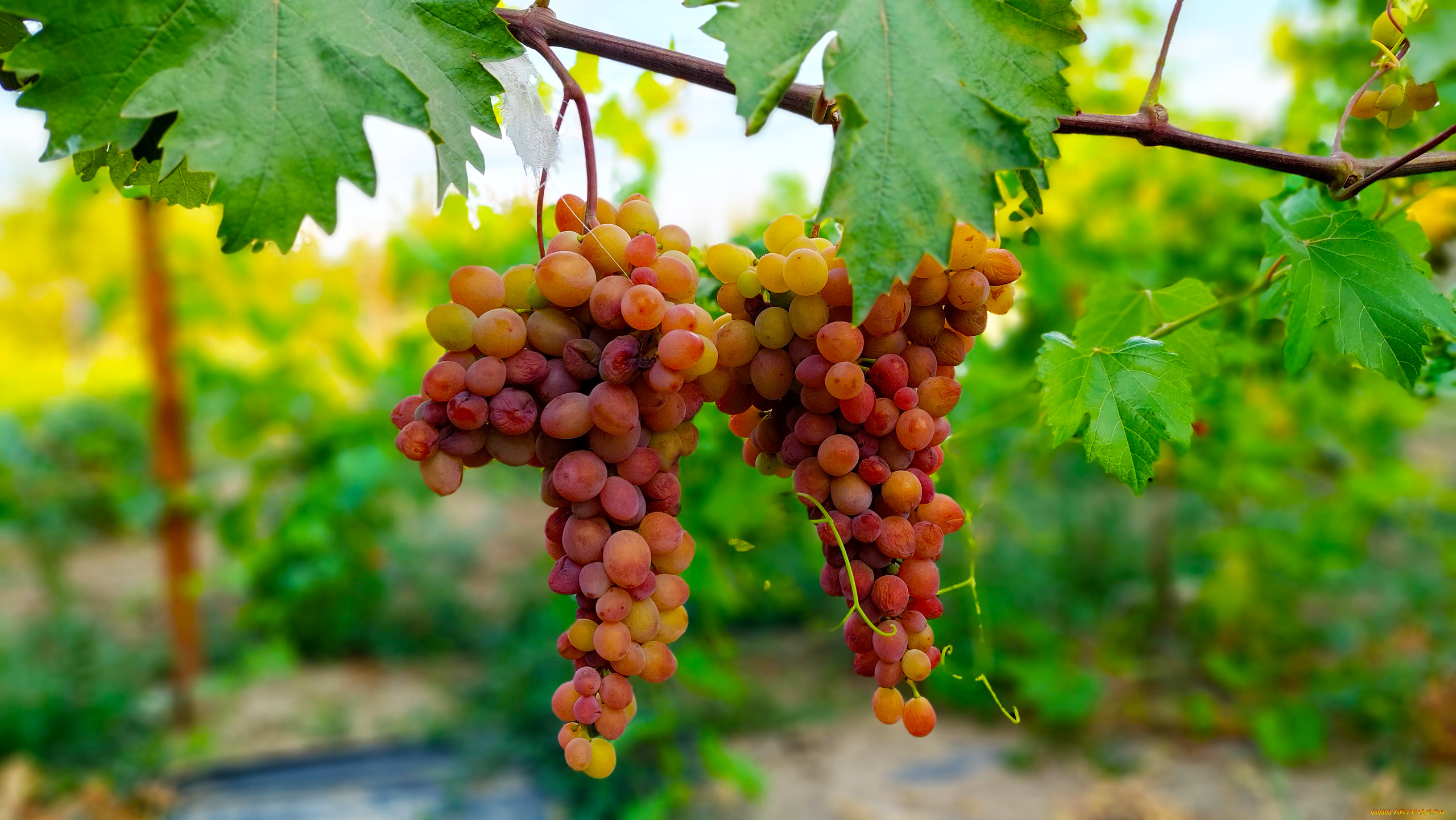 природа, ягоды, , виноград, виноград