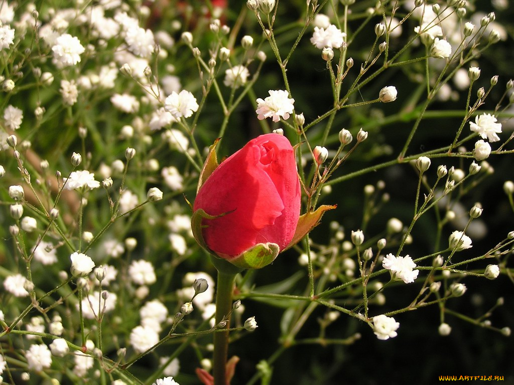 цветы, розы