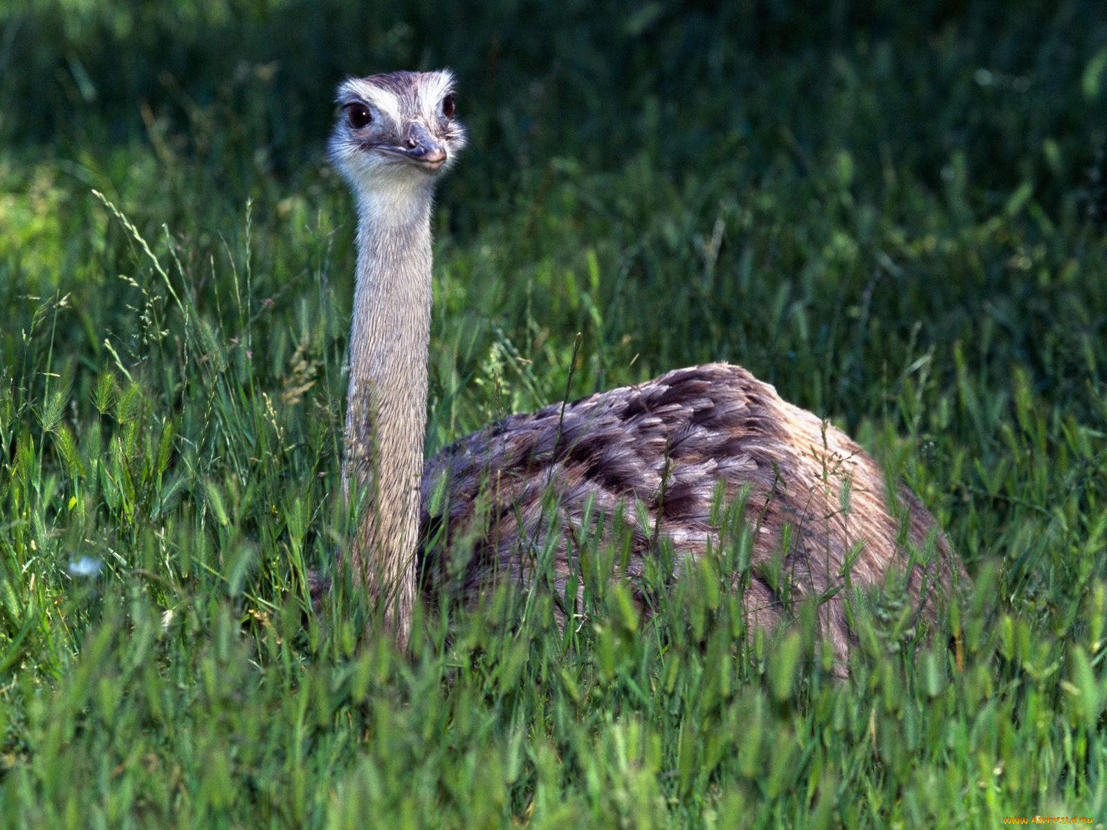 baby, ostrich, животные, страусы