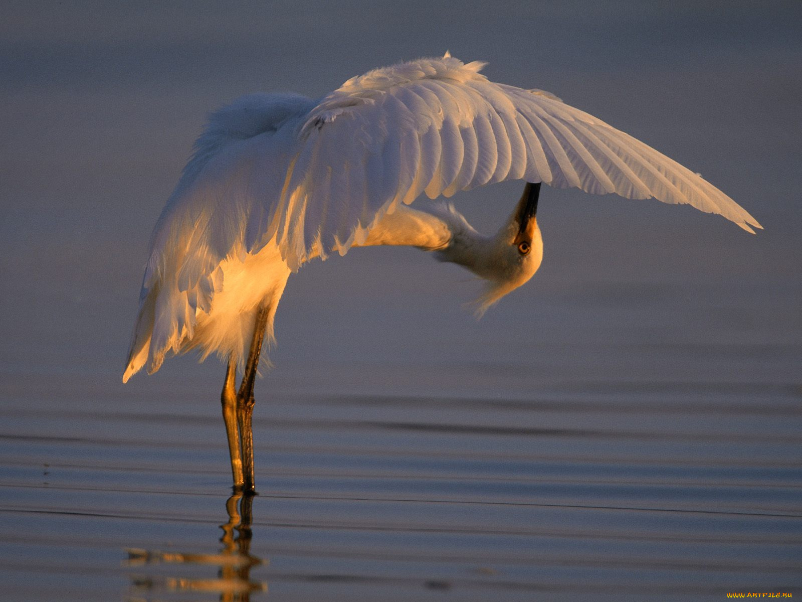 bending, over, backwards, snowy, egret, животные, цапли
