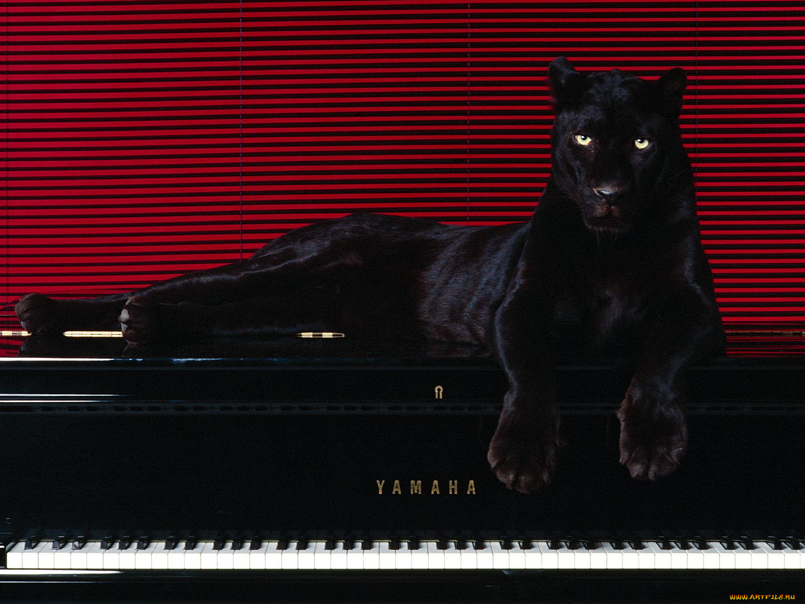 ebony, and, ivories, животные, пантеры