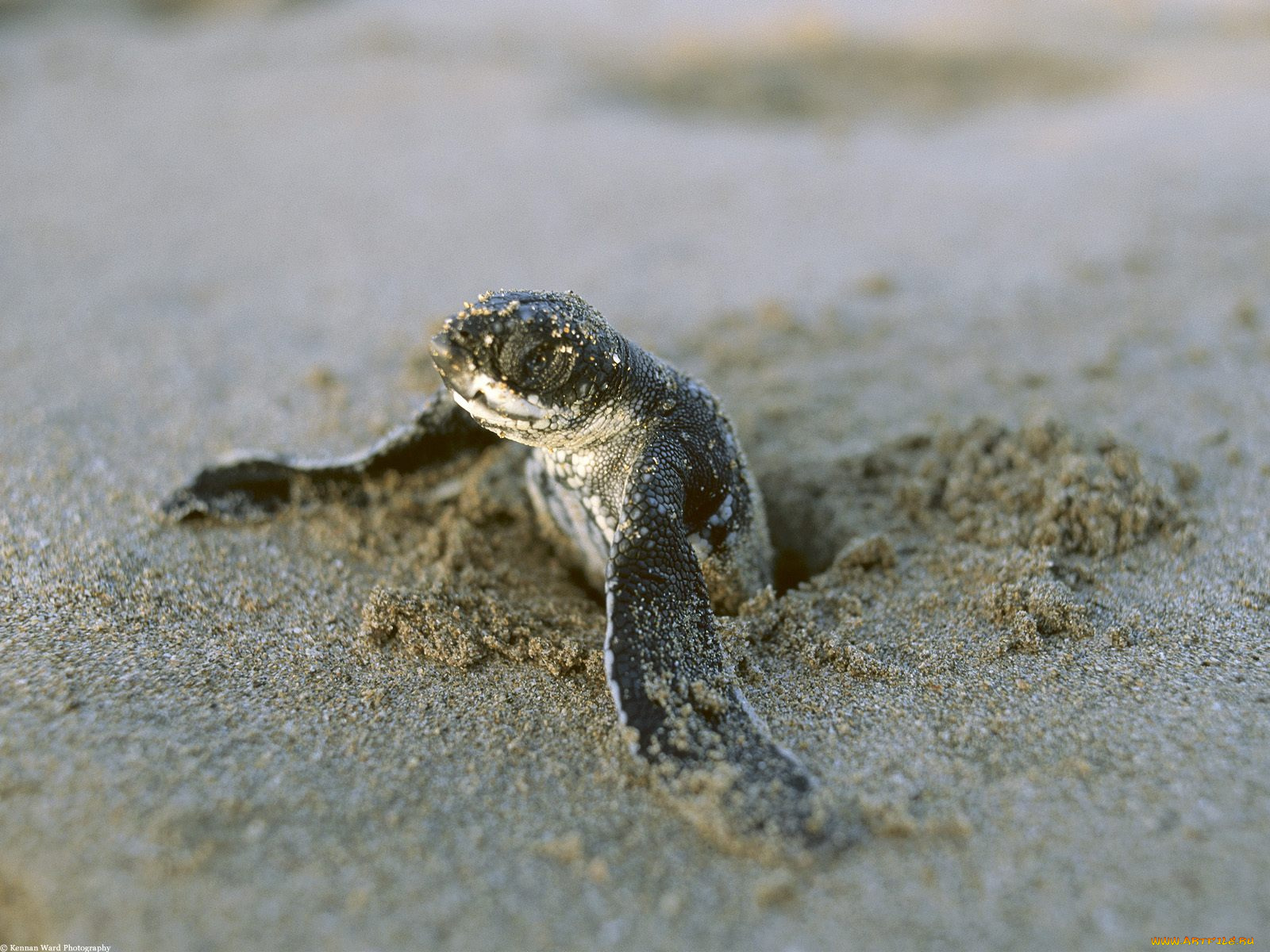 first, break, leatherback, turtle, costa, rica, животные, Черепахи