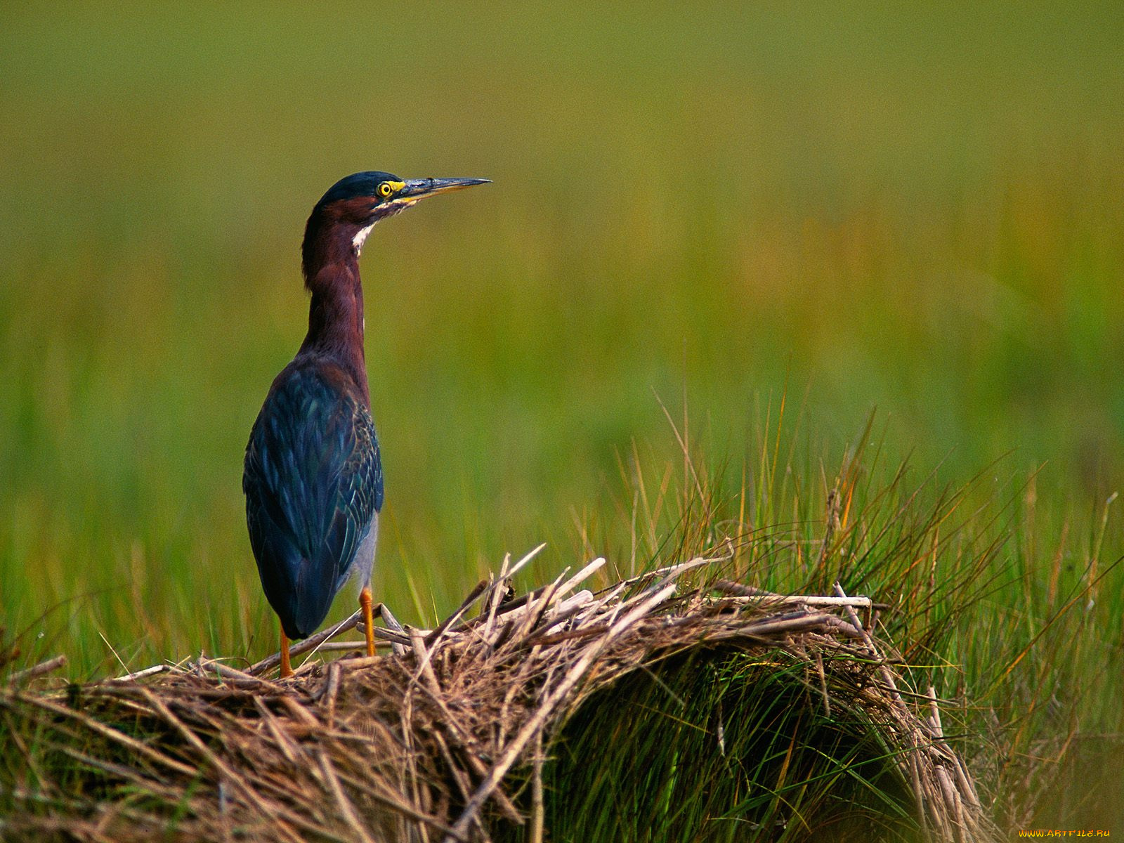 quiet, moment, green, heron, животные, цапли