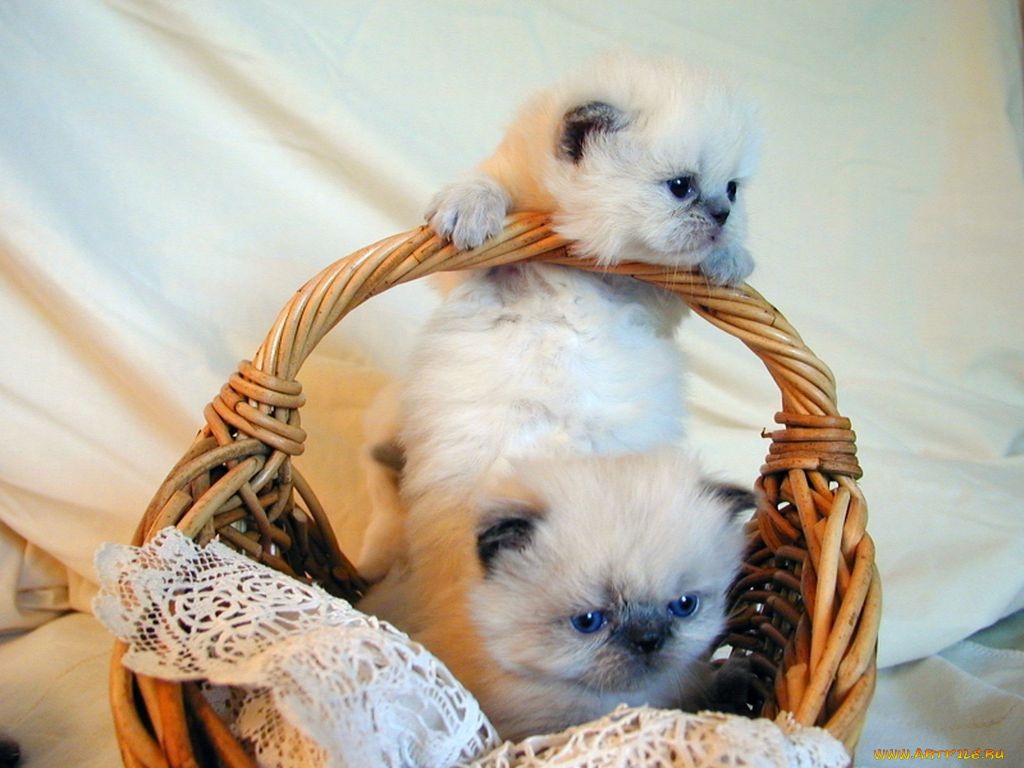 животные, коты