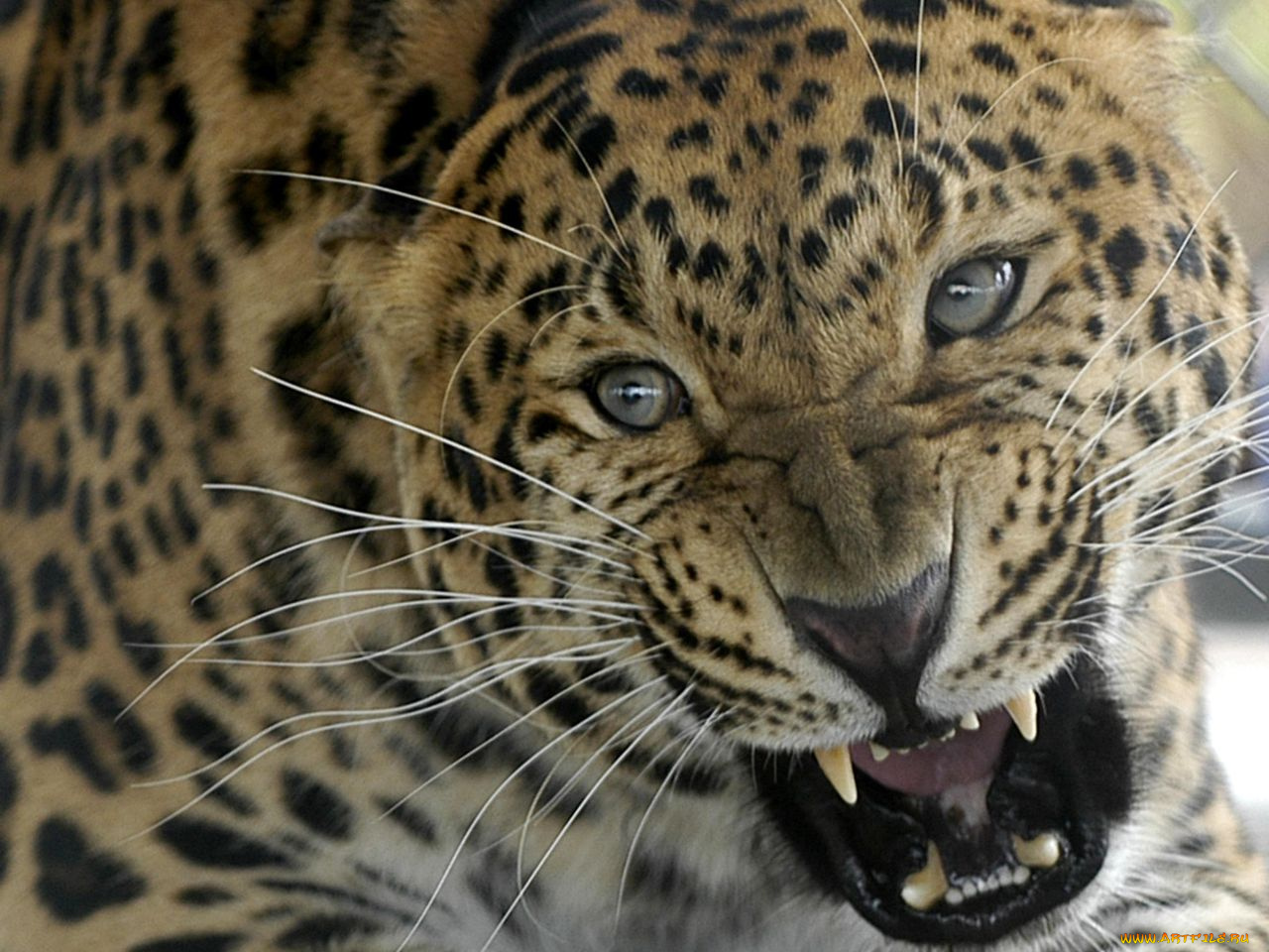 Ягуар, животные, Ягуары