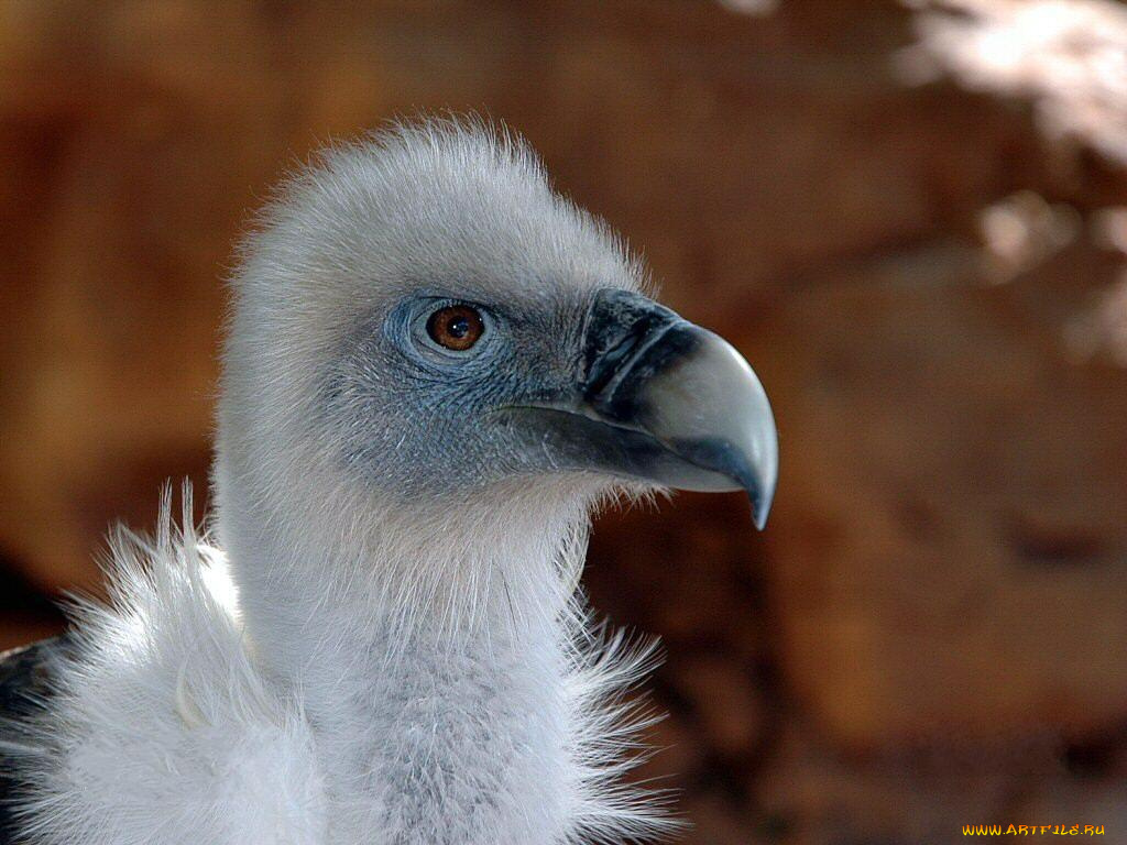 животные, птицы, хищники