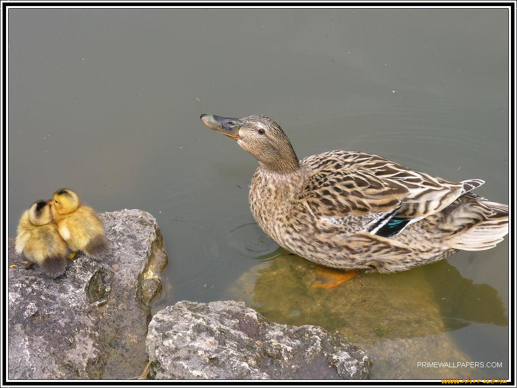 животные, утки