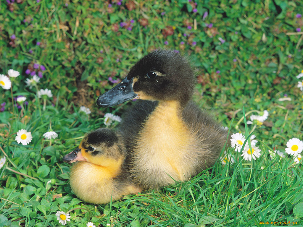 животные, утки