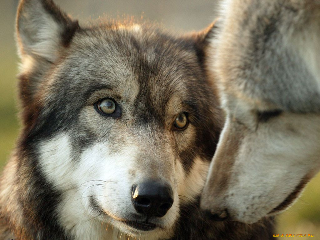 животные, волки