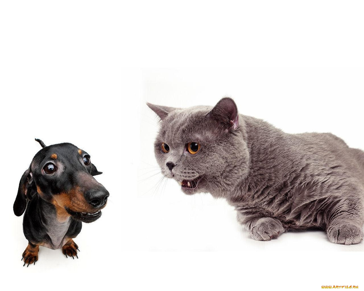 животные, разные, вместе