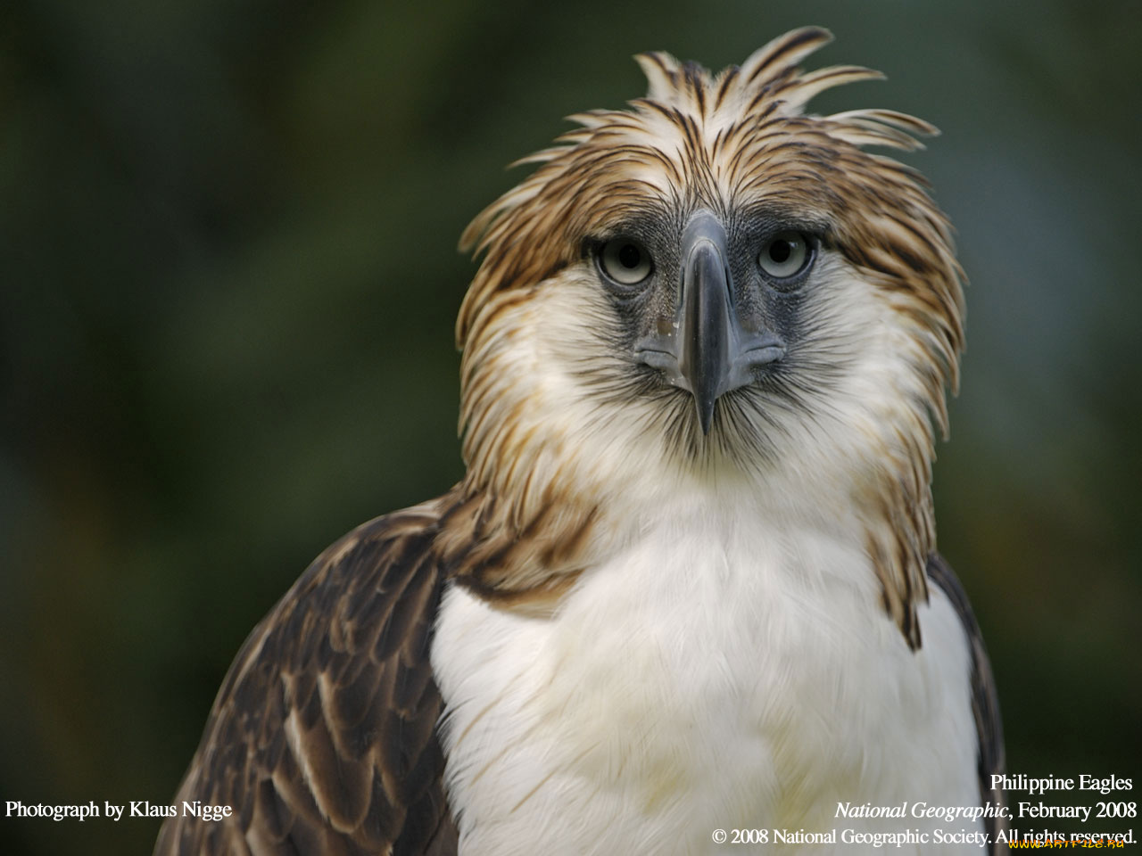 животные, птицы, хищники