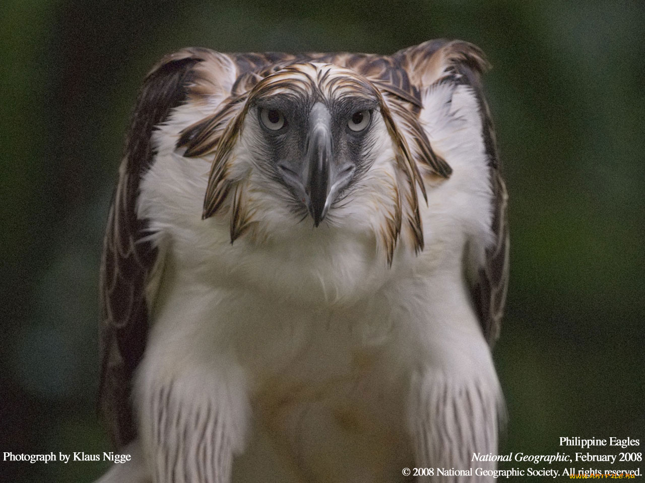 животные, птицы, хищники