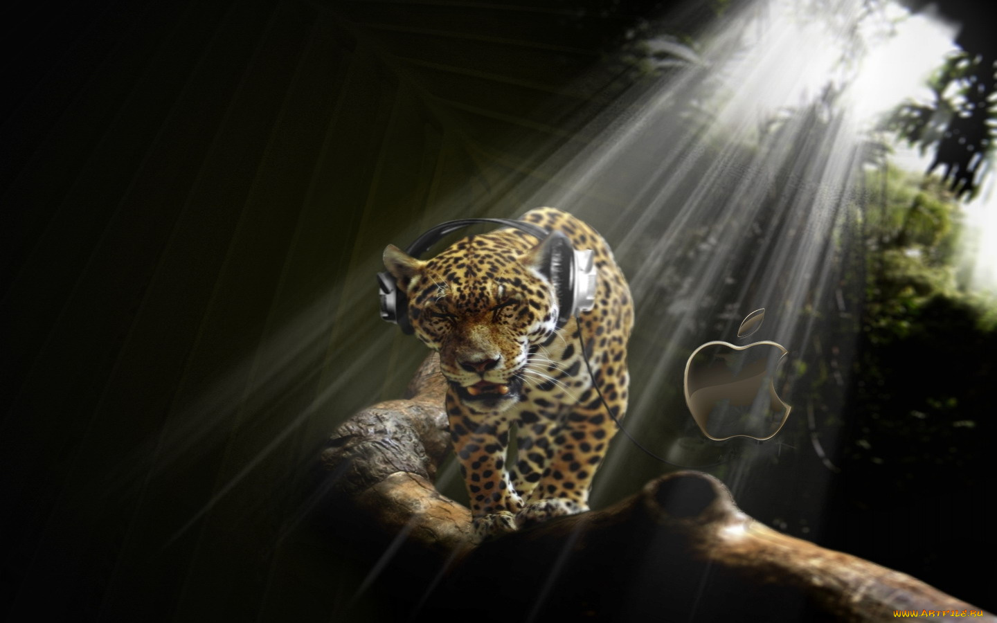 компьютеры, apple