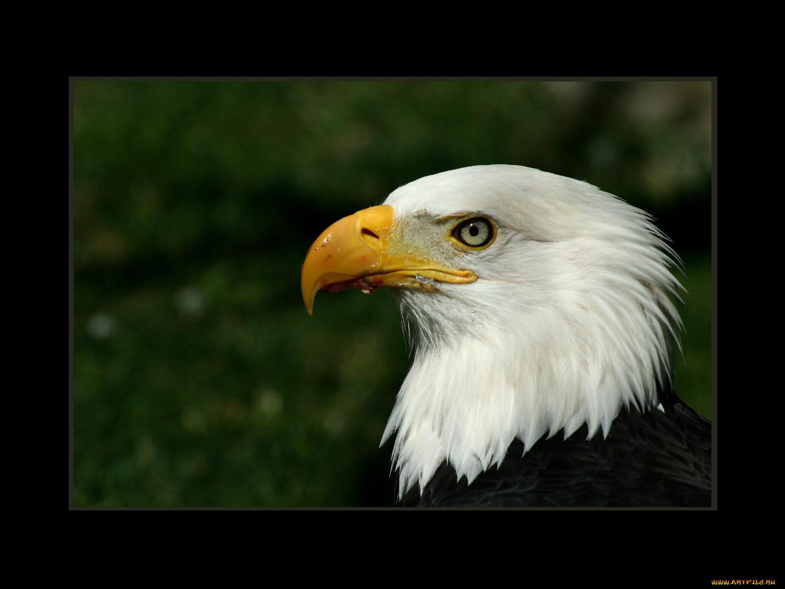 животные, птицы, хищники