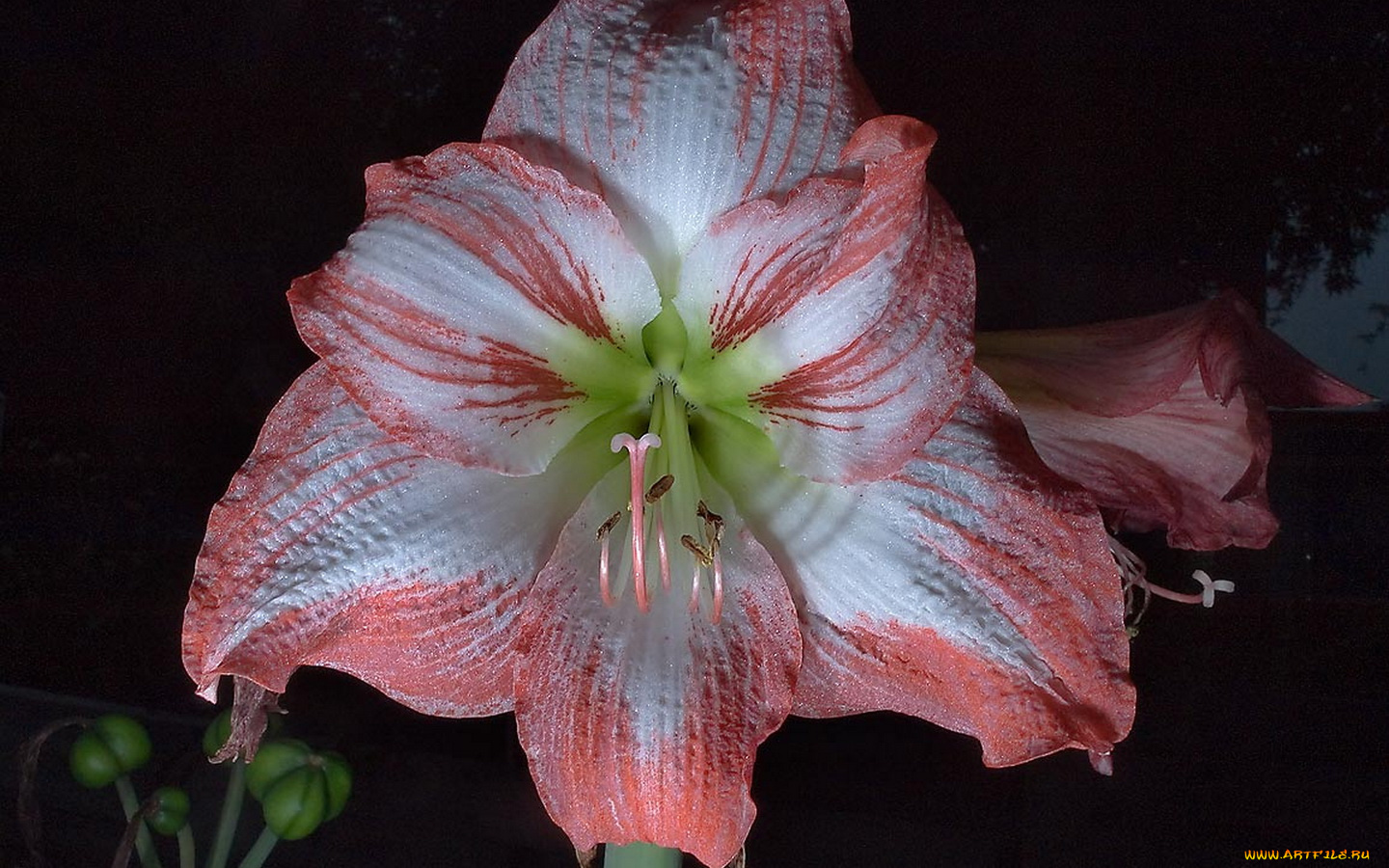 амаралис, цветы, амариллисы, гиппеаструмы